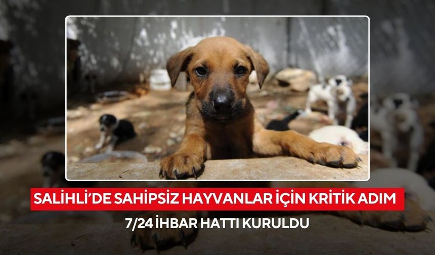 Salihli’de sahipsiz hayvanlar için kritik adım: 7/24 ihbar hattı kuruldu