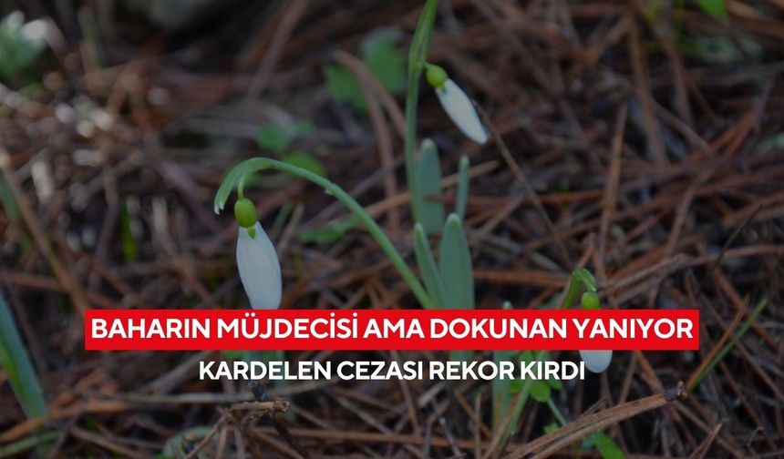 Spil Dağı’nda kardelen alarmı! Koparmanın bedeli dudak uçuklattı...
