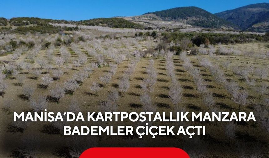 Manisa’da kartpostallık manzara: Bademler çiçek açtı