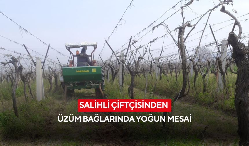 Salihli çiftçisinden üzüm bağlarında yoğun mesai