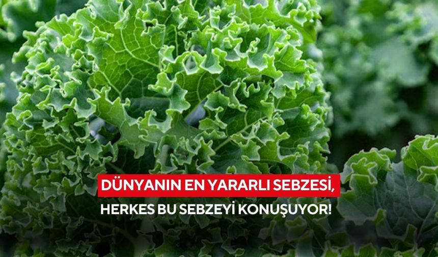 Dünyanın en yararlı sebzesi, herkes bu sebzeyi konuşuyor! Türkiye’de üretimi sınırlı sayıda