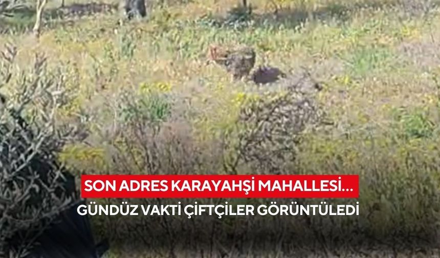 Son adres Karayahşi Mahallesi… Gündüz vakti çiftçiler görüntüledi