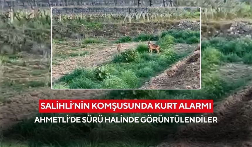 Salihli’nin komşusunda kurt sürüsü panik yarattı: Ahmetli’de arazide görüntülendiler
