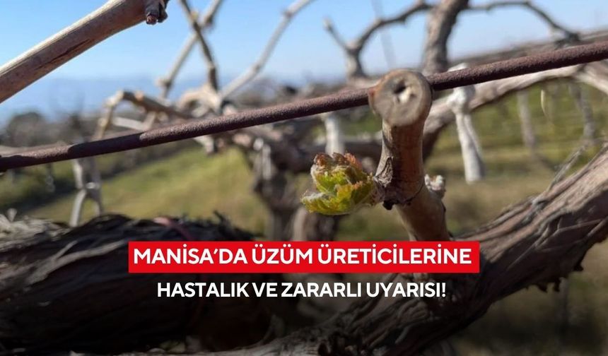 Manisa’da üzüm üreticilerine hastalık ve zararlı uyarısı!