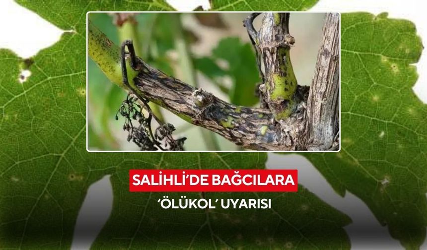 Salihli’de bağcılara kritik uyarı: Ölükol hastalığına karşı ilaçlama başlıyor