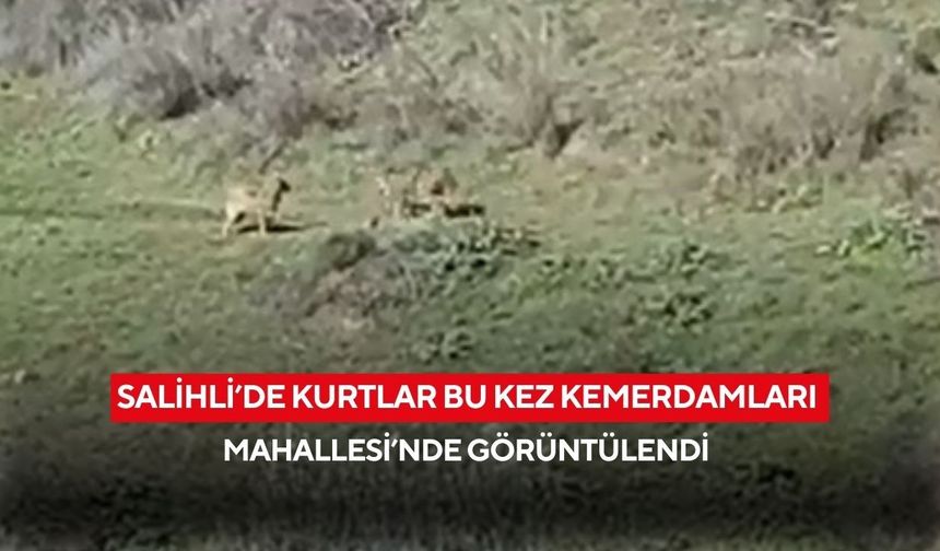Salihli’de kurtlar bu kez Kemerdamları Mahallesi’nde görüntülendi