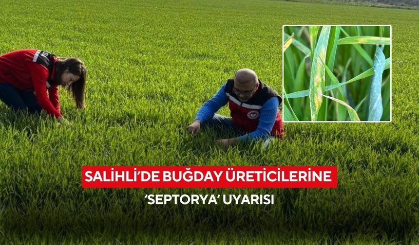 Salihli’de buğday üreticilerine ‘Septorya’ uyarısı