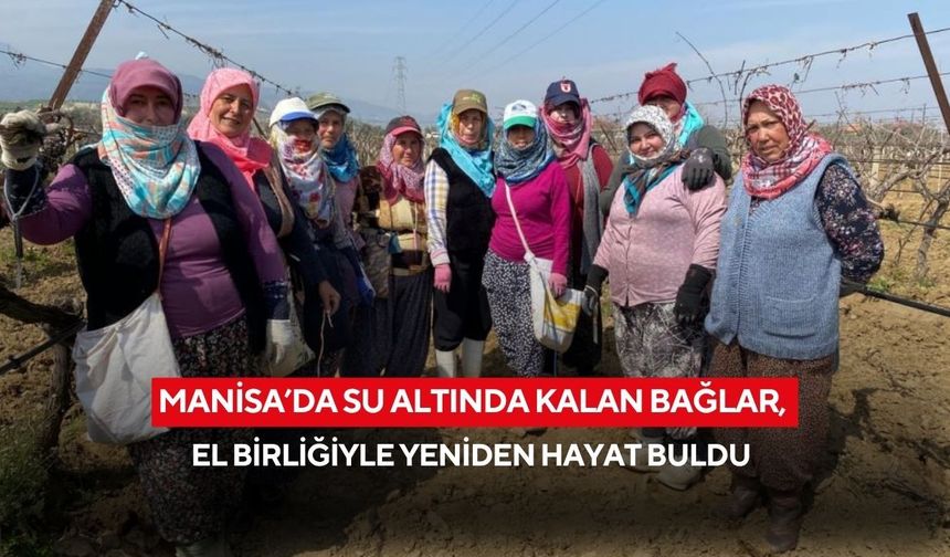 Manisa’da su altında kalan bağlar, el birliğiyle yeniden hayat buldu