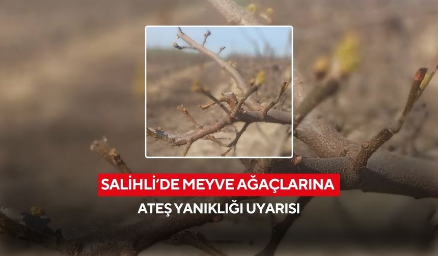Salihli Tarım Müdürlüğü’nden uyarı: Yumuşak çekirdekli meyvelerde ateş yanıklığına karşı önlem alın
