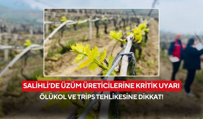 Salihli’de üzüm üreticilerine hayati uyarı: Yağışlar Ölükol riskini artırdı!