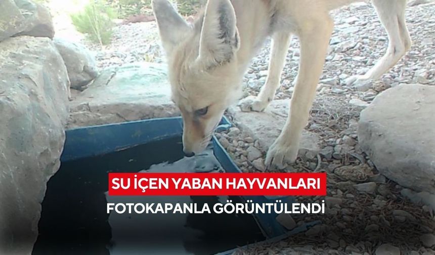 Su içen yaban hayvanları fotokapanla görüntülendi