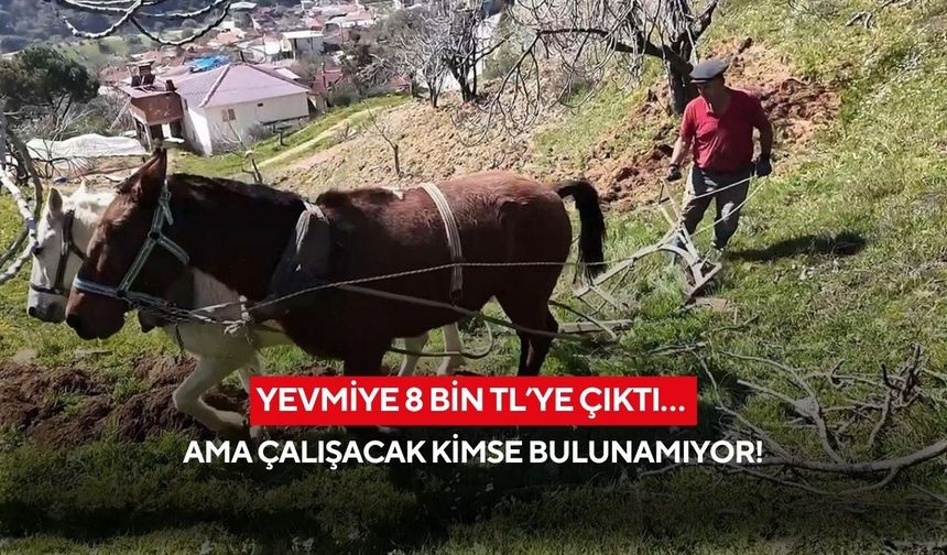 Yevmiye 8 bin TL’ye çıktı… Ama çalışacak kimse bulunamıyor!