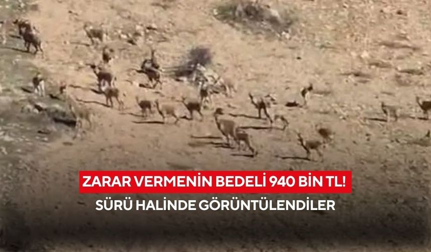 Zarar vermenin bedeli 940 bin TL! Sürü halinde görüntülendiler