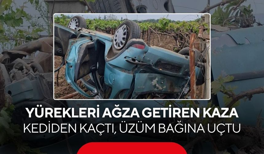 Manisa'da korkutan kaza: Kediden kaçan otomobil üzüm bağına uçtu, 1 yaralı