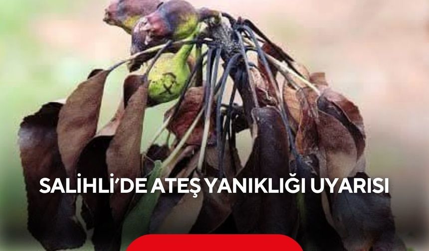 Salihli’de ayva, elma ve armut üreticilerine ateş yanıklığı uyarısı