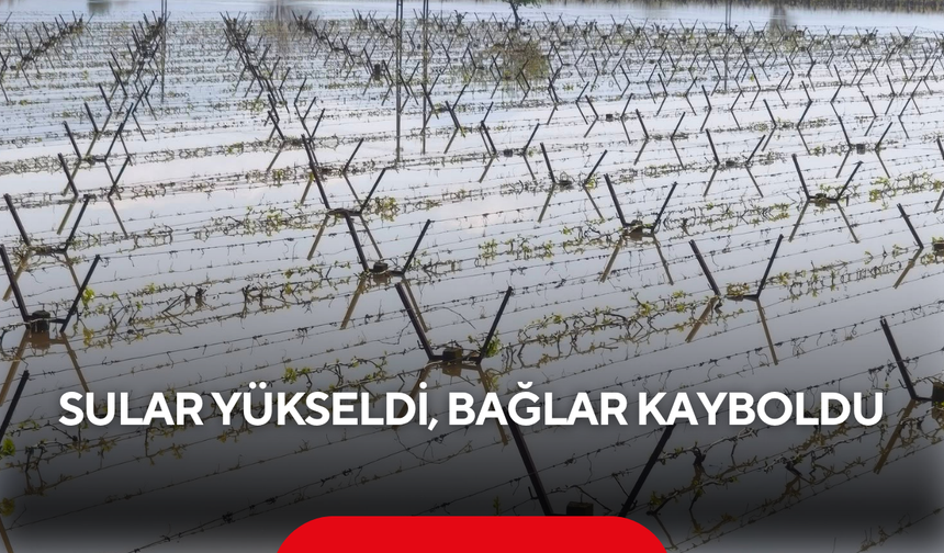 Sular yükseldi, bağlar kayboldu