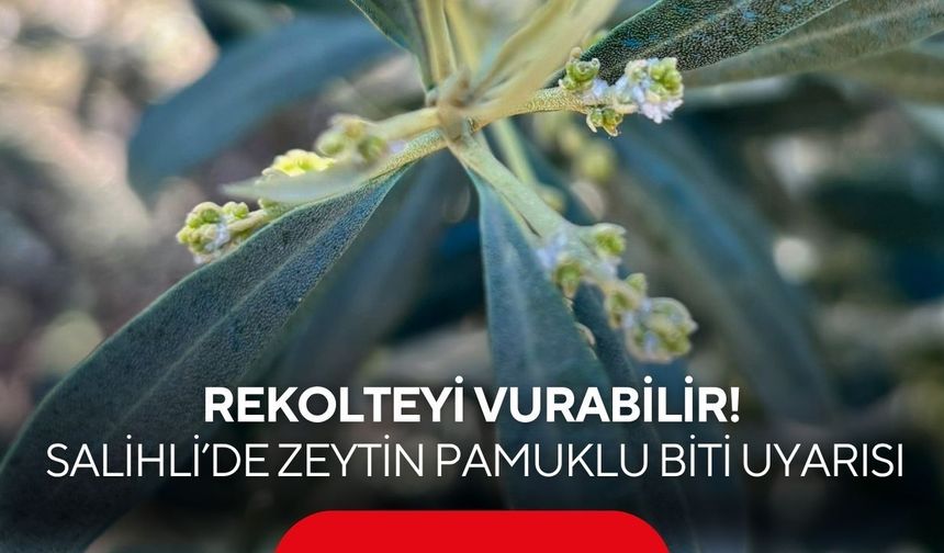 Salihli’de zeytin üreticilerine “Zeytin Pamuklu Biti” uyarısı