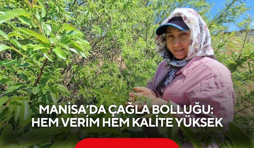 Manisa’da çağla bolluğu: Hem verim hem kalite yüksek