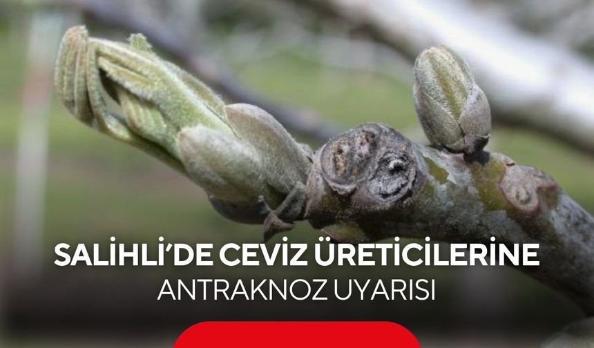 Salihli’de ceviz üreticilerine antraknoz uyarısı