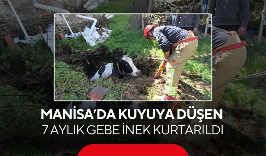 Manisa'da kuyuya düşen 7 aylık gebe inek kurtarıldı