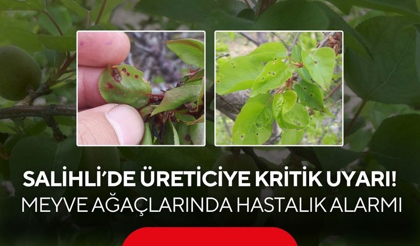 Salihli’de üreticiye kritik uyarı! Meyve ağaçlarında hastalık alarmı