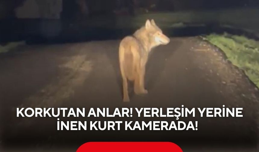 Korkutan görüntü! Yerleşim yerine inen kurt kamerada