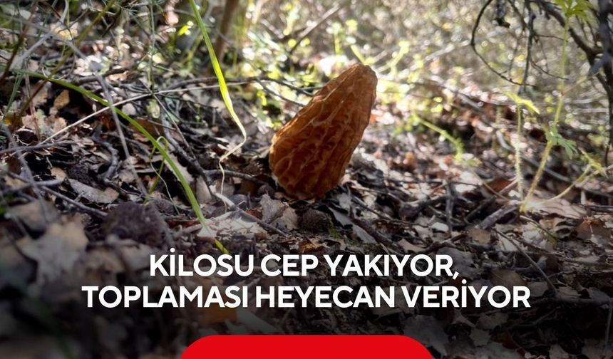 Kilosu cep yakıyor, toplaması heyecan veriyor