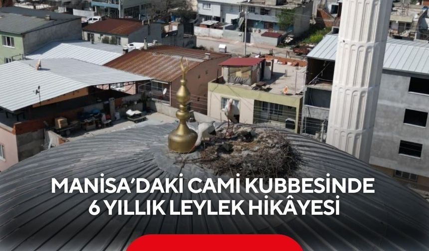 Manisa’daki cami kubbesinde 6 yıllık leylek hikâyesi