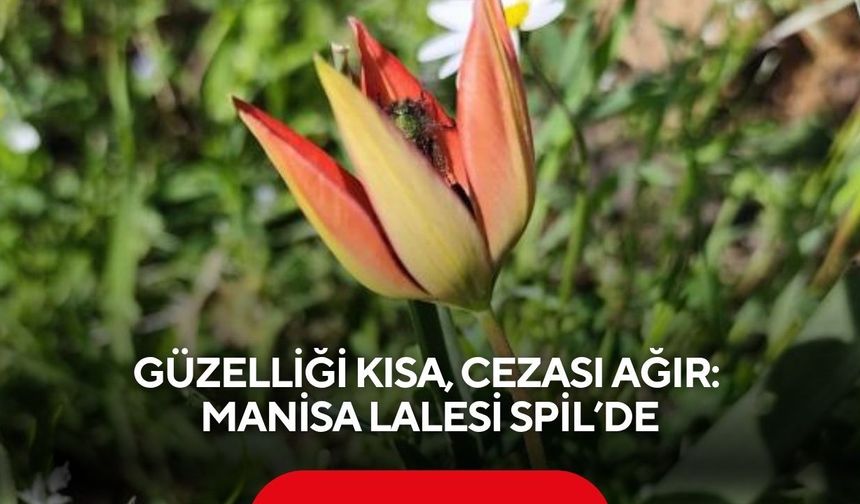 Güzelliği kısa, cezası ağır: Manisa lalesi Spil’de
