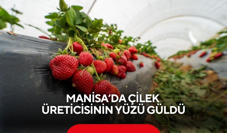 Manisa’da çilek, üreticisinin yüzü güldü