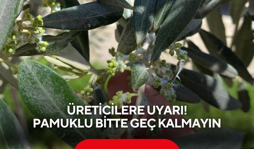 Tarım ekiplerinden üreticilere uyarı! Pamuklu bitte geç kalmayın