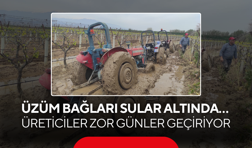 Üzüm bağları sular altında… Üreticiler zor günler geçiriyor