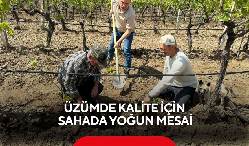 Üzümde kalite için sahada yoğun mesai