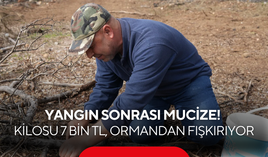Yangın sonrası mucize! Kilosu 7 bin TL olan mantar ormandan fışkırıyor