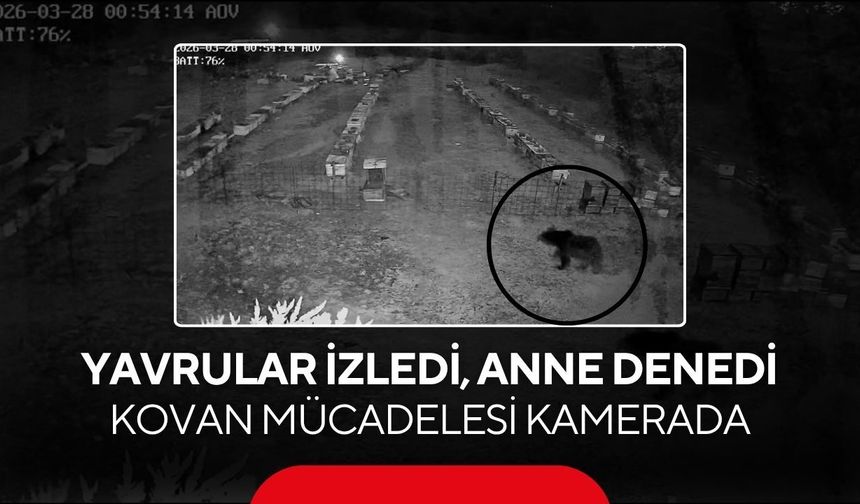 Yavrular izledi, anne denedi... Ayı ailesinin kovan mücadelesi kamerada