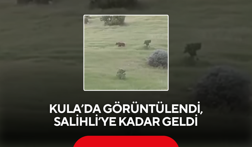 Kula’da görüntülendi, Salihli’ye kadar geldi