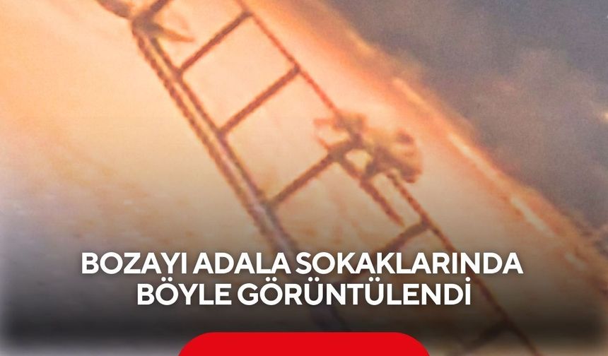 Bozayı Adala Sokaklarında böyle görüntülendi