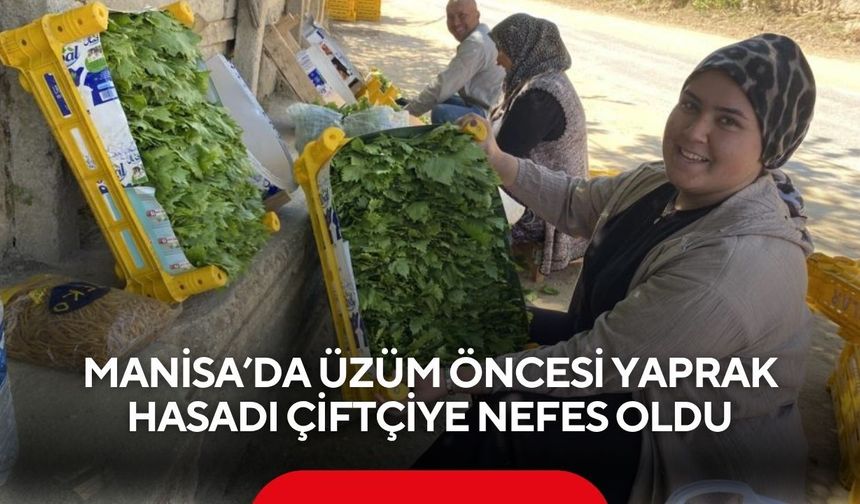 Manisa’da üzüm öncesi yaprak hasadı çiftçiye nefes oldu