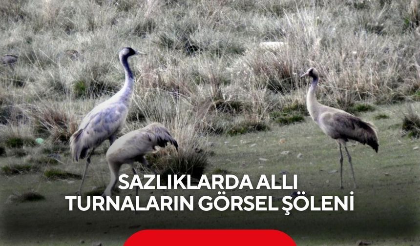 Sazlıklarda allı turnaların görsel şöleni