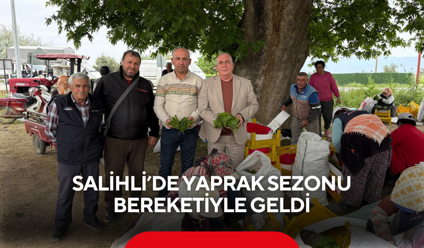 Salihli’de yaprak sezonu bereketiyle geldi