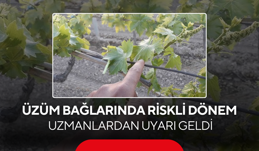 Üzüm bağlarında riskli dönem... Uzmanlardan uyarı geldi
