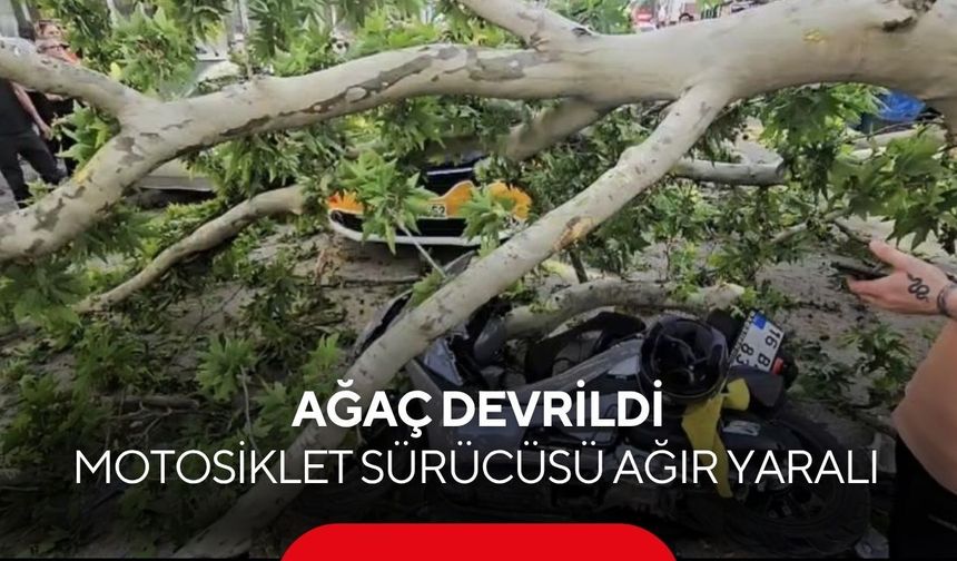 Bir anda yere yığıldı! Devrilen ağacın altında kalan motosikletli yaşam savaşı veriyor...
