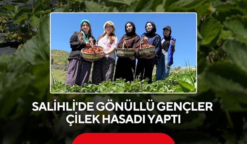 Salihli’de gençler tarlaya indi: Çilek hasadında örnek dayanışma