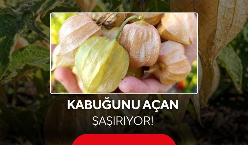 Herkes bu meyvenin peşine düştü: Kabuğunu açan şaşırıyor