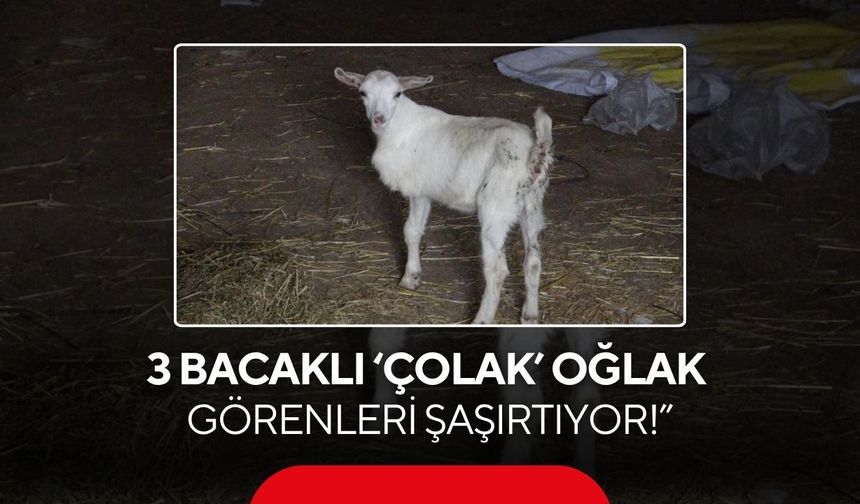 3 bacaklı doğdu, hayata tutundu: ‘Çolak’ oğlak görenleri şaşırtıyor