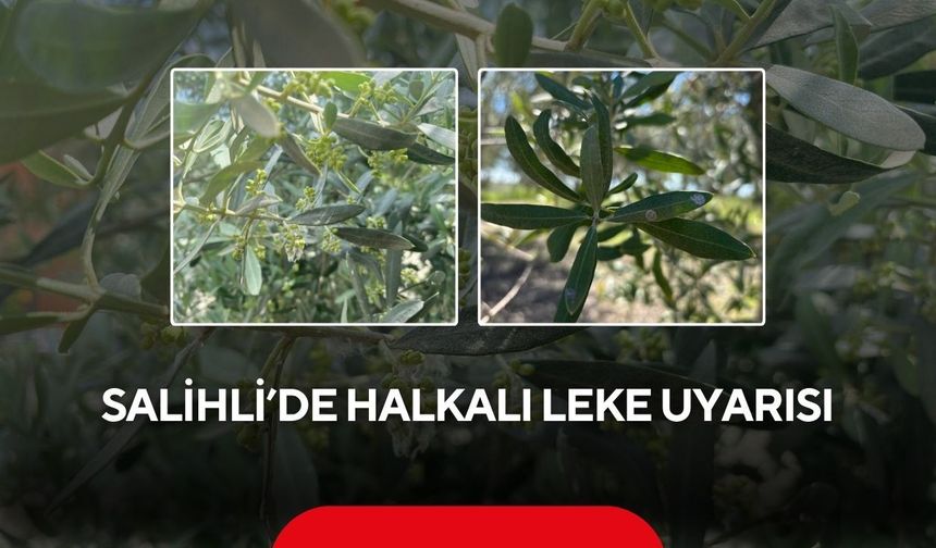 Salihli’de zeytin üreticilerine kritik uyarı: Halkalı leke hastalığına dikkat