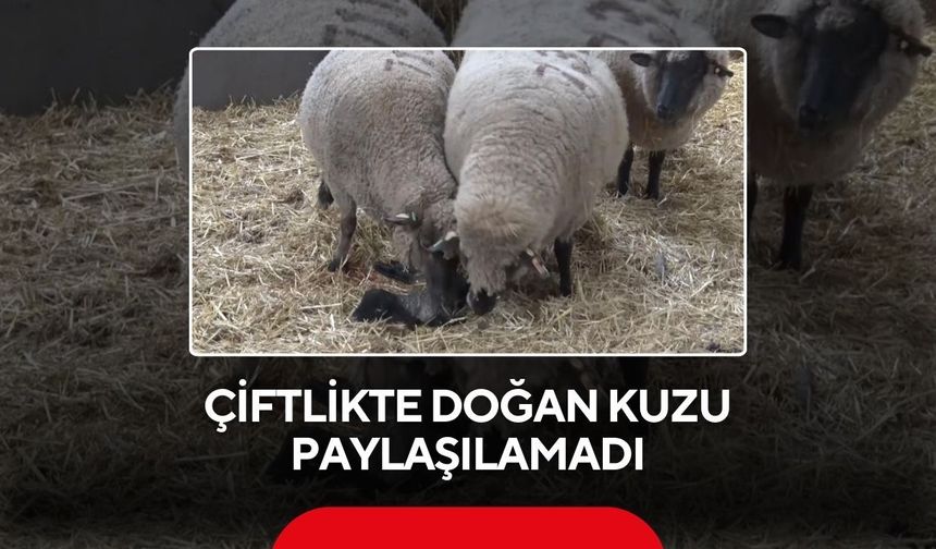 Çiftlikte doğan kuzu paylaşılamadı: İki anne bir yavru