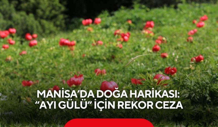 Manisa’da doğa harikası: 'Ayı Gülü' için rekor ceza