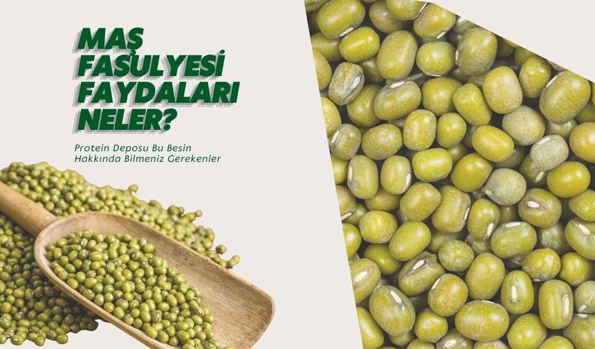 Maş Fasulyesi Faydaları Neler? Protein Deposu Bu Besin Hakkında Bilmeniz Gerekenler