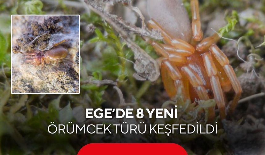 Bilim dünyasını heyecanlandıran keşif: Ege’de 8 yeni örümcek türü bulundu